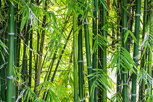 100% Natural Bamboo